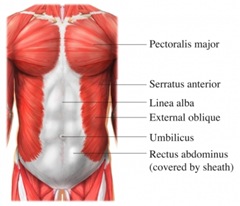 Best physical therapist nyc core muscles