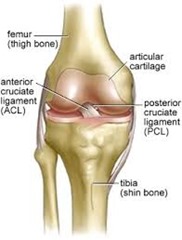 Best Physical Therapist for ACL injury 01
