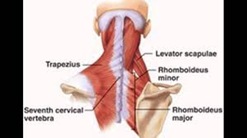 Physical Therapy for Upper Back Pain NYC 2