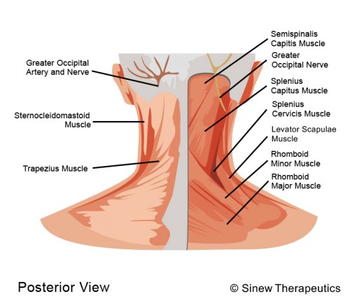 https://www.bestphysicaltherapistnyc.com/wp-content/uploads/2014/08/Neck.jpg