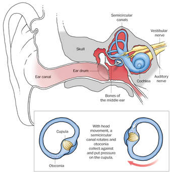 inner_ear_dizziness