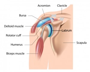 shoulderdiagram2