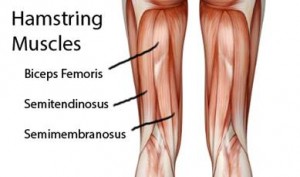 Hamstring