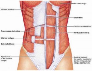 external and internal obliques