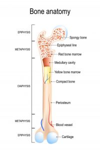 best-physical-therapist-bone-fractures